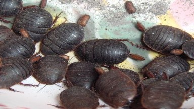  Gián đất và gián nhà khác nhau như thế nào?