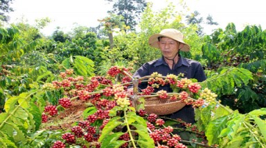  Chuyện quản lý: Liên kết chống trộm cà phê
