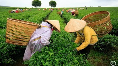 Trà Việt Nam nhiễm Dioxin: Tin đồn thâm độc của doanh nghiệp Đài Loan, Trung Quốc 