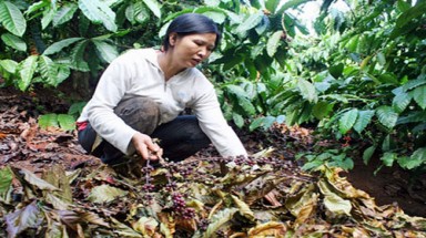 Trồng cây gì, nuôi con gì cũng bị trộm