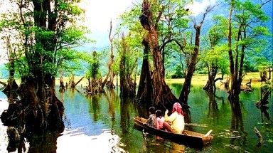  Định vị lại vị trí nghề rừng