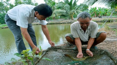  Cà Mau: Hàng trăm hộ nuôi cá chình bỏ nghề vì không hiệu quả