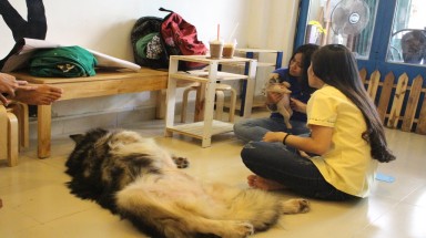  13 chú chó cưng của chủ quán cà phê bị đầu độc dã man