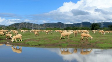  ”Dấu chân du mục" trên cánh đồng chăn cừu ở Ninh Thuận