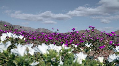 Hoa nở hiếm hoi ở sa mạc Atacama