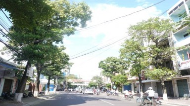   Hoa sữa ở Quy Nhơn, từ "cuồng yêu" thành "bức tử"