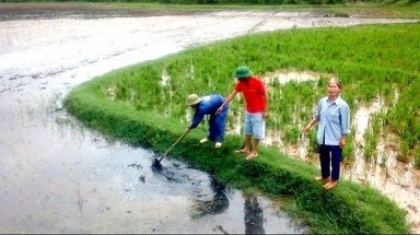  Phú Thọ: Cần làm rõ nguyên nhân tình trạng ô nhiễm làm lúa chết tại xã Minh Phú