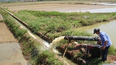  Cà Mau: Hơn 1.200 ha diện tích sản xuất nông nghiệp bị thiệt hại do ảnh hưởng nắng nóng
