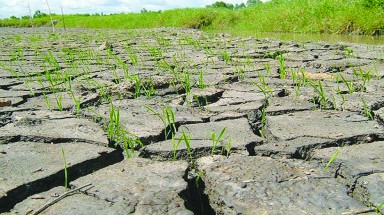  Ngành nông nghiệp Đồng bằng sông Cửu Long chủ động ứng phó với biến đổi khí hậu