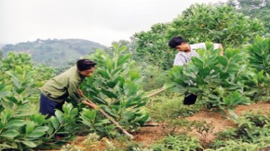  Công tác trồng rừng thay thế tại Đắk Nông chậm tiến độ