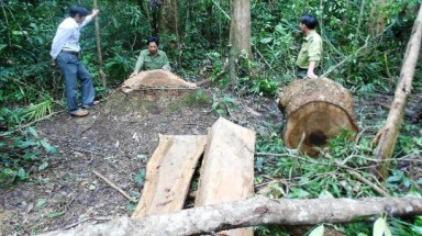  Khởi tố vụ phá rừng đặc biệt nghiêm trọng ở Bình Định