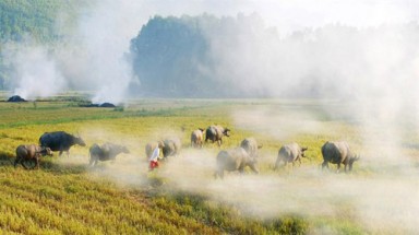  Nghiên cứu công nghệ phù hợp để xử lý, tận dụng rơm rạ 