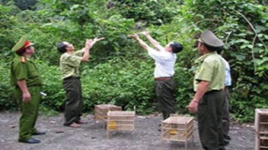  Kiên Giang: Thả hơn 5.000 con chim về môi trường tự nhiên