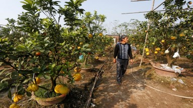  Vườn cây có 5 loại quả của lão nông Hà Thành