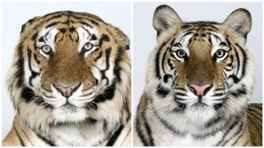  Cận cảnh loài hổ hiếm Bengal
