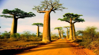 Đại lộ bao báp Madagascar