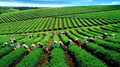  Top 50 đặc sản quà tặng Việt Nam
