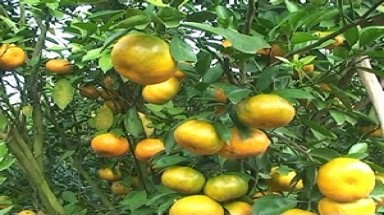 Quýt Bắc Cạn rụng hàng loạt vì rét đậm