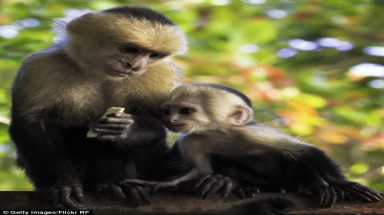  Những biến tướng từ mốt nuôi động vật 