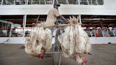  Ca nhiễm virus H7N9 đầu tiên ở Hong Kong