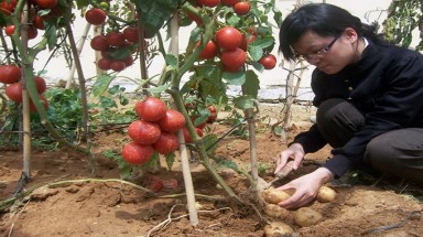  Quả ngọt mang tên Euréka
