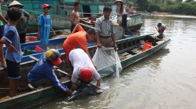 Giải cứu thành công cá heo lạc vào bờ