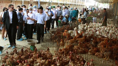  Cảnh báo cúm mới từ chim trời lây sang người