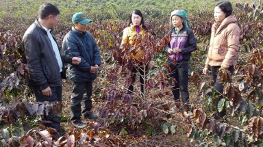  Sơn La thiệt hại nặng vì rét hại và sương muối