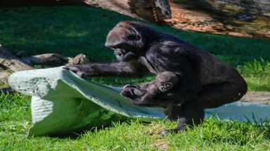 “Người bà” đáng kính trong gia đình Gorilla