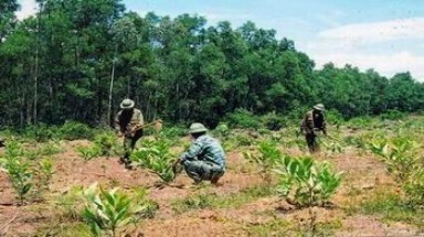  Không trồng bù rừng thay thế bị phạt đến 500 triệu đồng