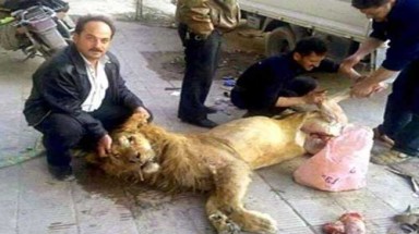   Người Syria xẻ thịt sư tử sở thú ăn chống đói?