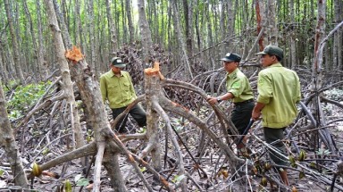  Cà Mau tái diễn nạn phá rừng