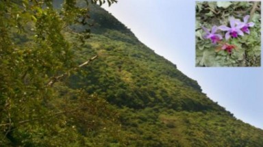  Hoa ở Himalaya tỏa sắc khi khí hậu thay đổi
