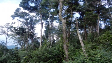  Nơi những cánh rừng không bị xâm hại