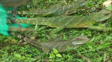Thả nhiều cá thể động vật hoang dã về rừng