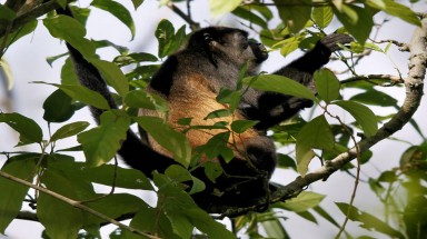 Khỉ Mantled Howler bị đột biến gen do môi trường sống thay đổi