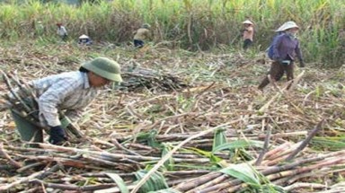 Hiệp hội Mía đường nói thứ trưởng Nguyễn Cẩm Tú khôi hài