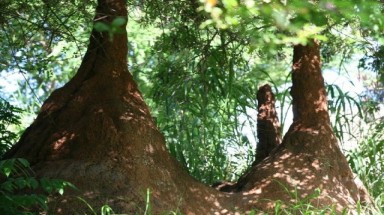  Thơm ngon món ăn với mối