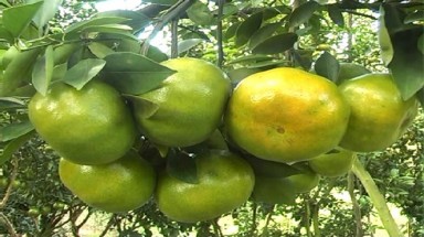 Đồng Tháp cung ứng 40.000 tấn quýt hồng phục vụ Tết