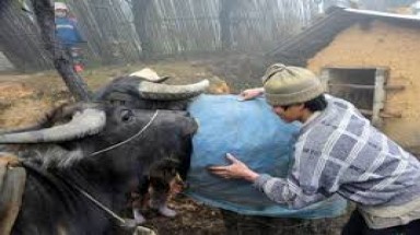  Miền Bắc xuất hiện rét đậm, rét hại trong vài ba ngày tới