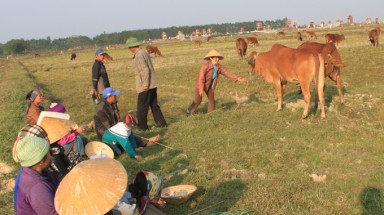  Một sào lúa mua được hai bát phở, nông dân trả ruộng