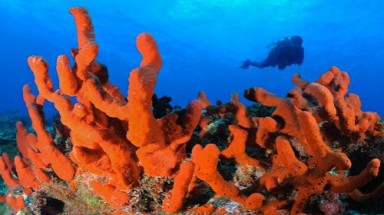  Tổ tiên của loài người là sứa?