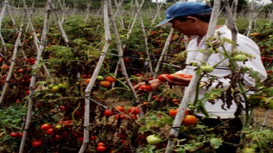  Chỉ dựa vào thuốc trừ sâu không khống chế được sâu hại cây trồng?