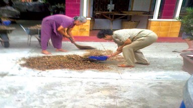   Cây cần sen chữa ung thư?
