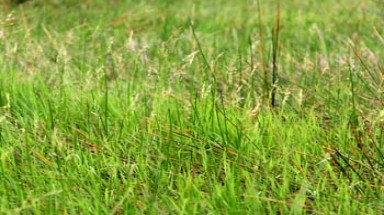  Bảo tồn giống lúa trời độc đáo ở Vườn Quốc gia Tràm Chim
