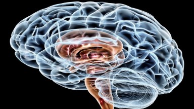 5 câu hỏi ở trong ngành khoa học não bộ