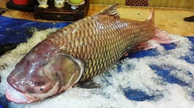  Sài Gòn: Thịt cá hô khổng lồ giá 4 triệu/kg 