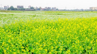  Mùa hoa cải bên sông Đuống