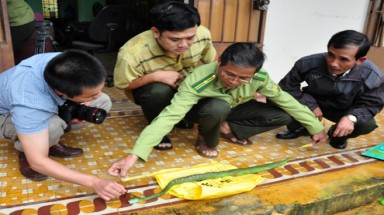  Tìm nguyên nhân rắn lục đuôi đỏ xuất hiện nhiều bất thường