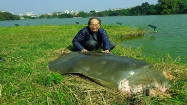  Cụ rùa hồ Gươm nổi lên phơi nắng